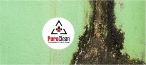 Mold-Insurance-Claims-Mold-In-House-Springfield-Missouri