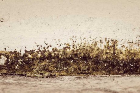 Crawl-Space-Mold-Prevention-Tips-Mold-Removal-Springfield-MO