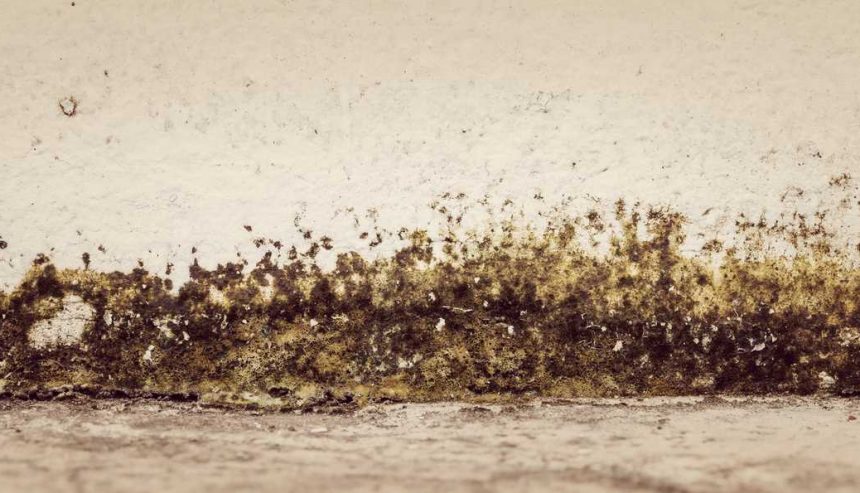 Crawl-Space-Mold-Prevention-Tips-Mold-Removal-Springfield-MO