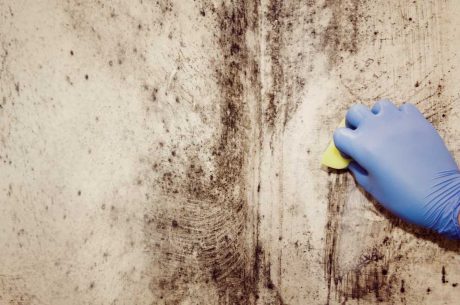 Best-Practices-To-Prevent-Mold-In-House-Springfield-MO