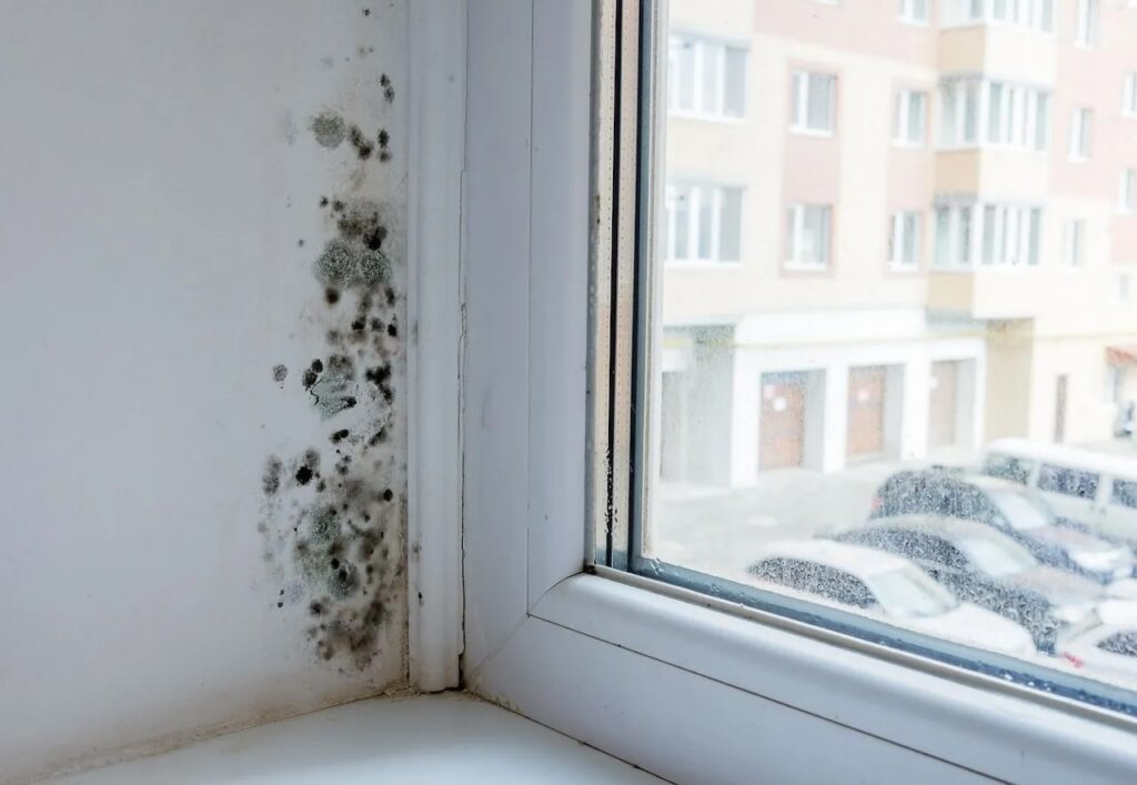 Mold growth
