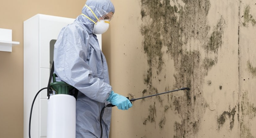 mold cleanup springfield