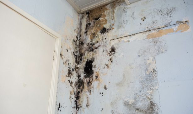 What Time of the Year Does Mold Grow?