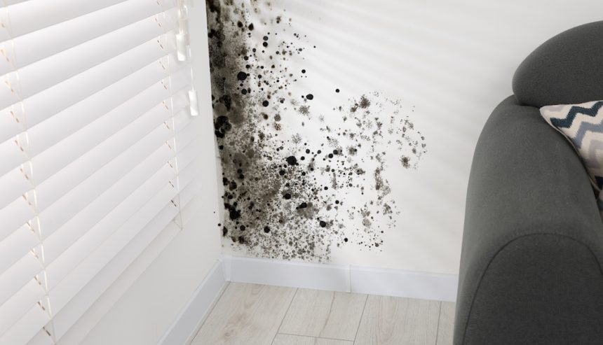 Mold on a wall behind a couch
