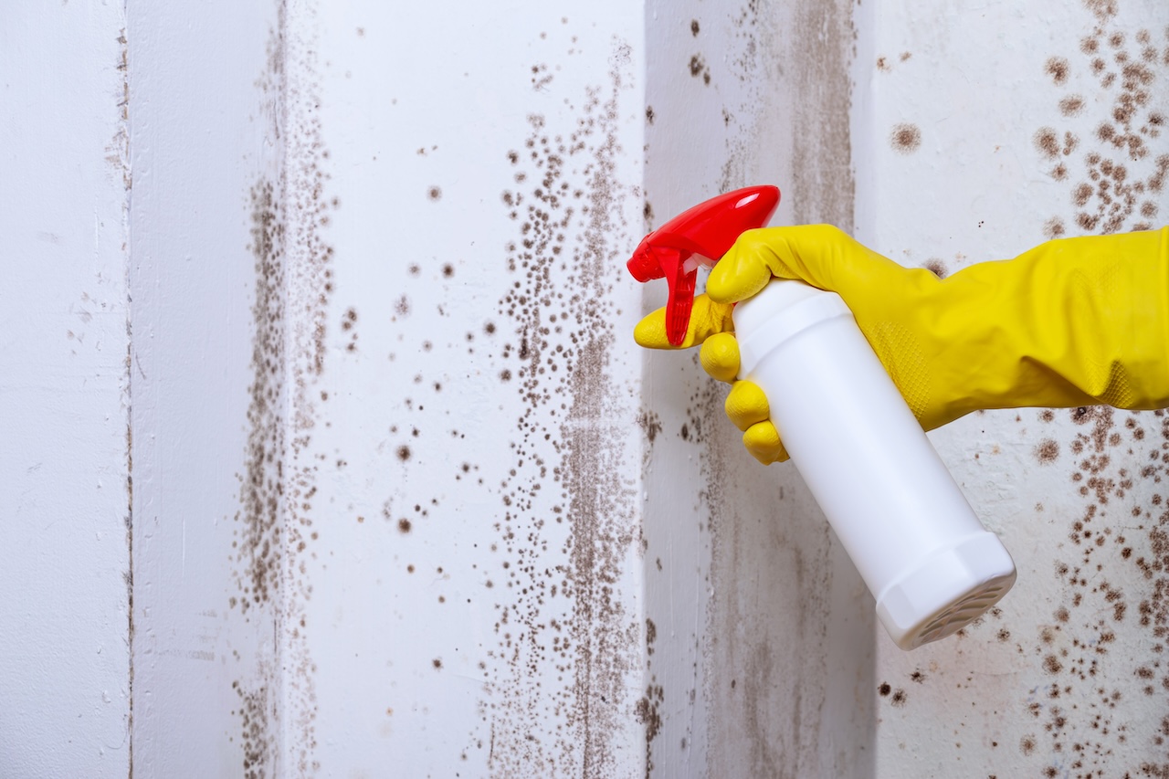 Mold Removal in Springfield, VA