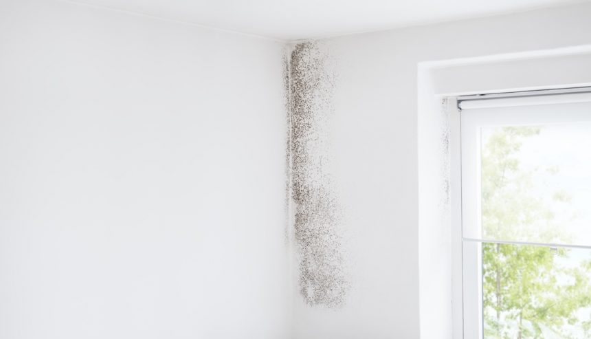 mold removal in Virginia ﻿