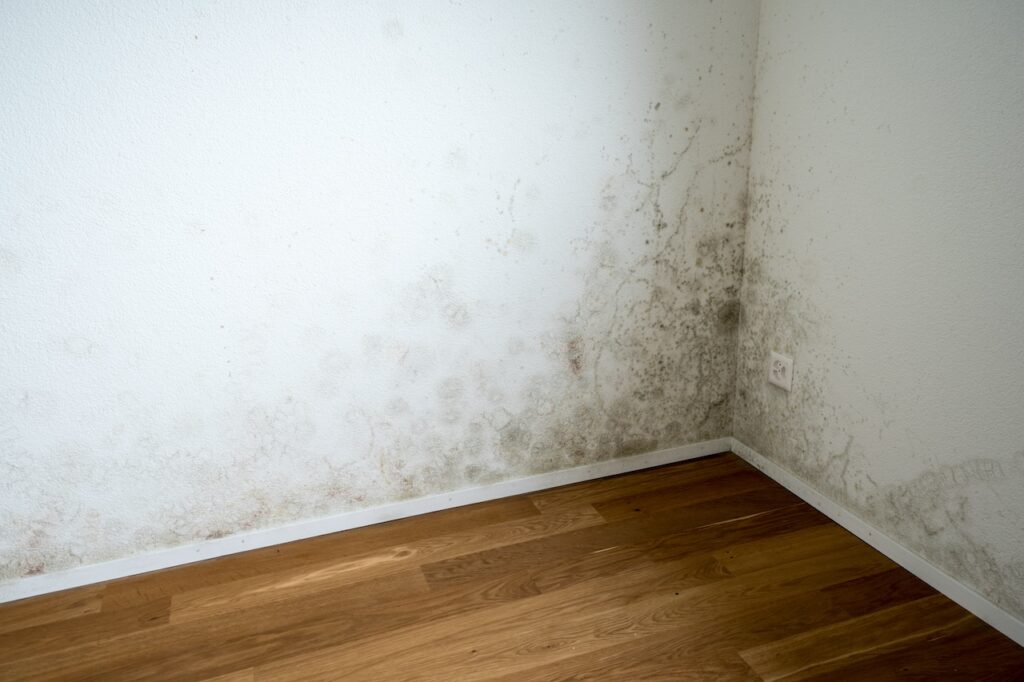 how to get rid of mold on painted walls