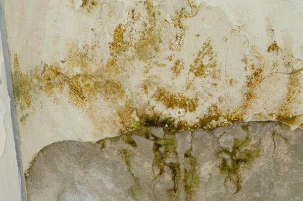 Basement Water Damage Restoration in Nassau County
