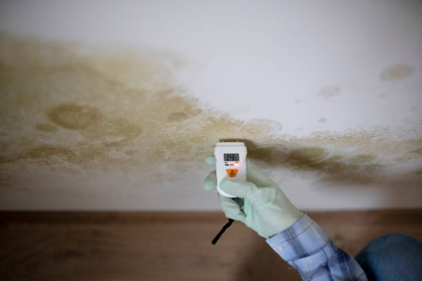 The Professional Process - Mold Inspection in Nassau County