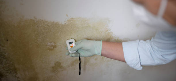 Signs You Need a Mold Inspection in the Bronx Right Now