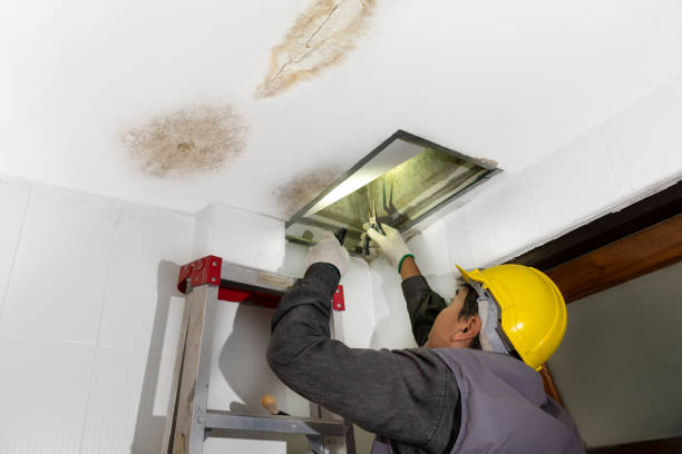 How Much Does a Mold Inspection in Brooklyn?