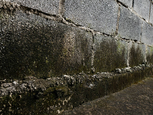 Moisture damage and mold growth on concrete wall foundation - Signs You Need Basement Water Damage Restoration in Brooklyn