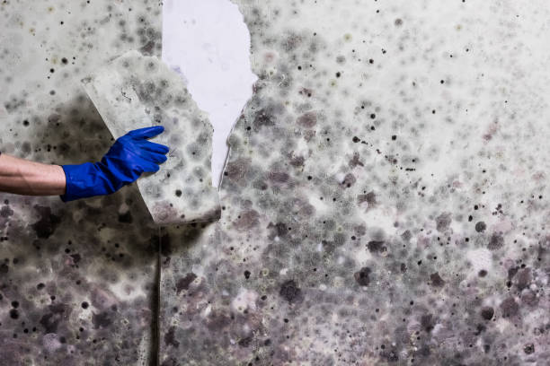 Signs You Need a Mold Inspection in Nassau County