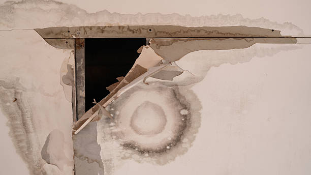 Damaged wall with exposed materials, showing signs of moisture and mold growth. area reveals peeling paint and structural issues, indicating Mold Inspection in Springfield Gardens: