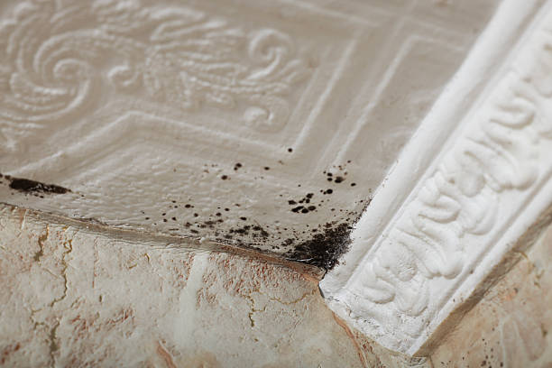 Mold Removal Company 