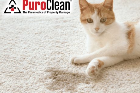 Carpet Cleaning