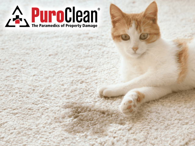 Carpet Cleaning and Tips for Pet Owners