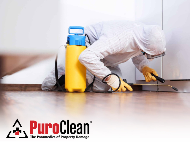 Mold Removal Service