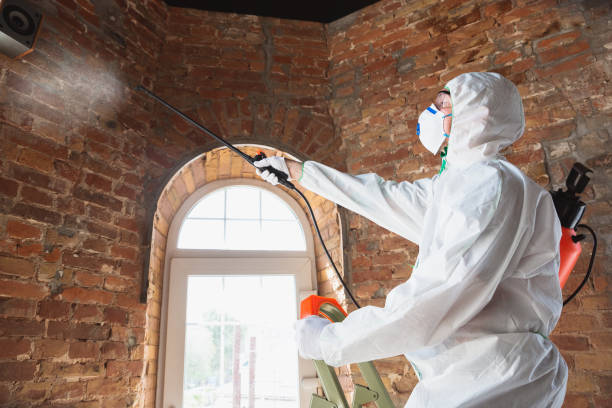 Safe mold removal in Mount Vernon residence