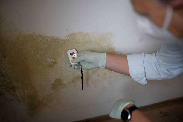 Mold Removal in Brooklyn, NY