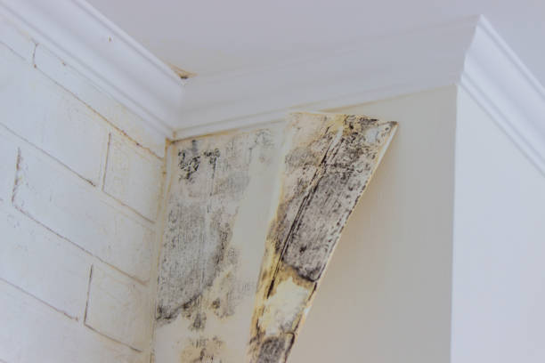 Safe mold removal in Queens with protective equipment