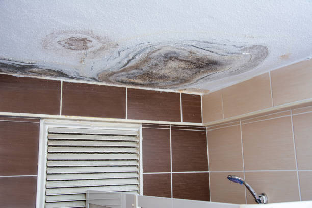 What You Can Expect From Our Mold Inspection Service