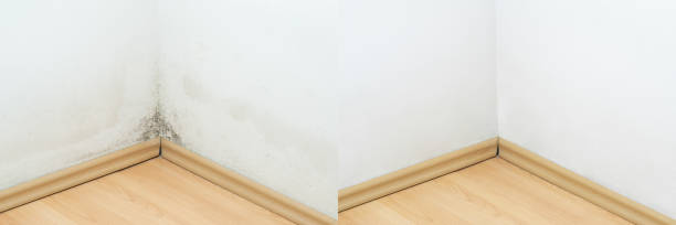 Before and after mold removal in Queens apartment