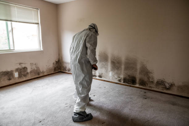 Mold inspection and removal in Brooklyn residential property