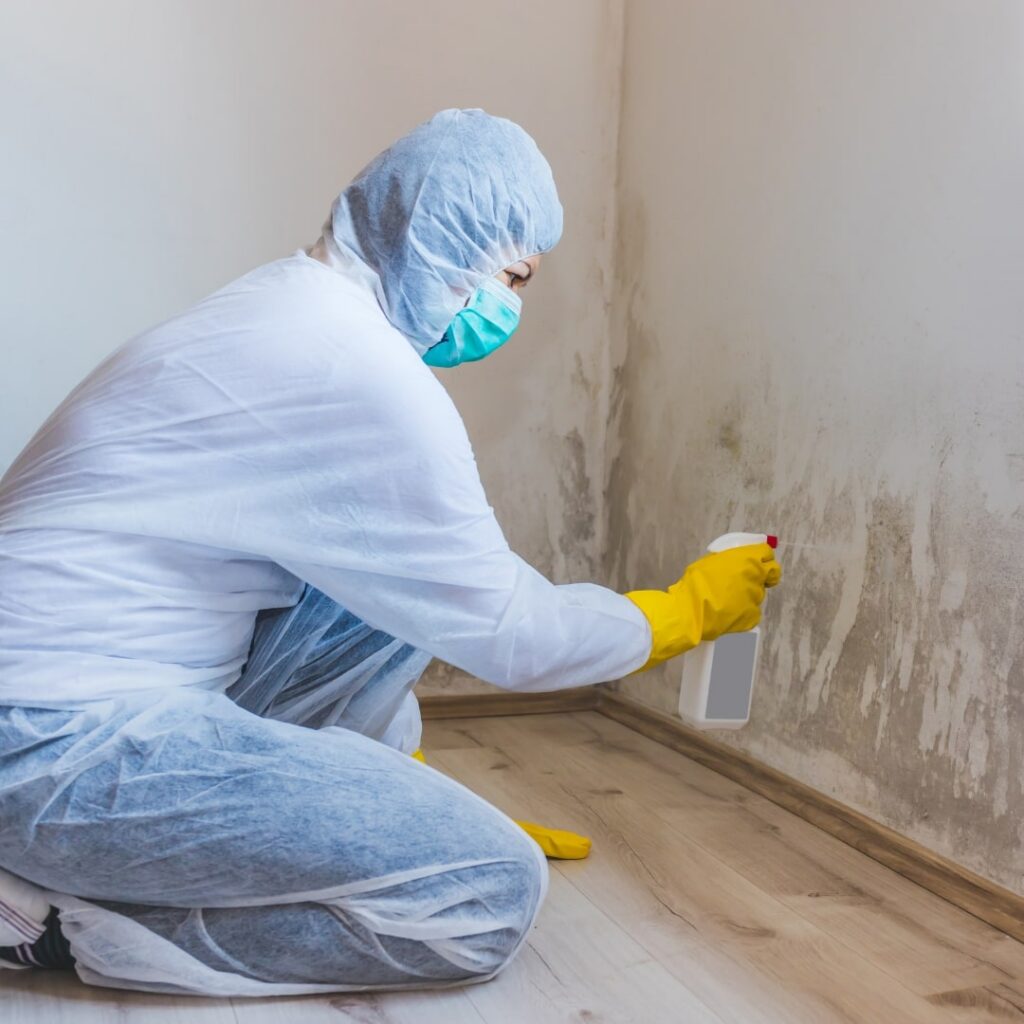 All Mold Remediation Companies