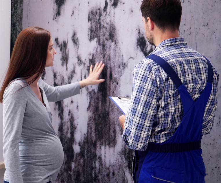 Professional Mold Remediation