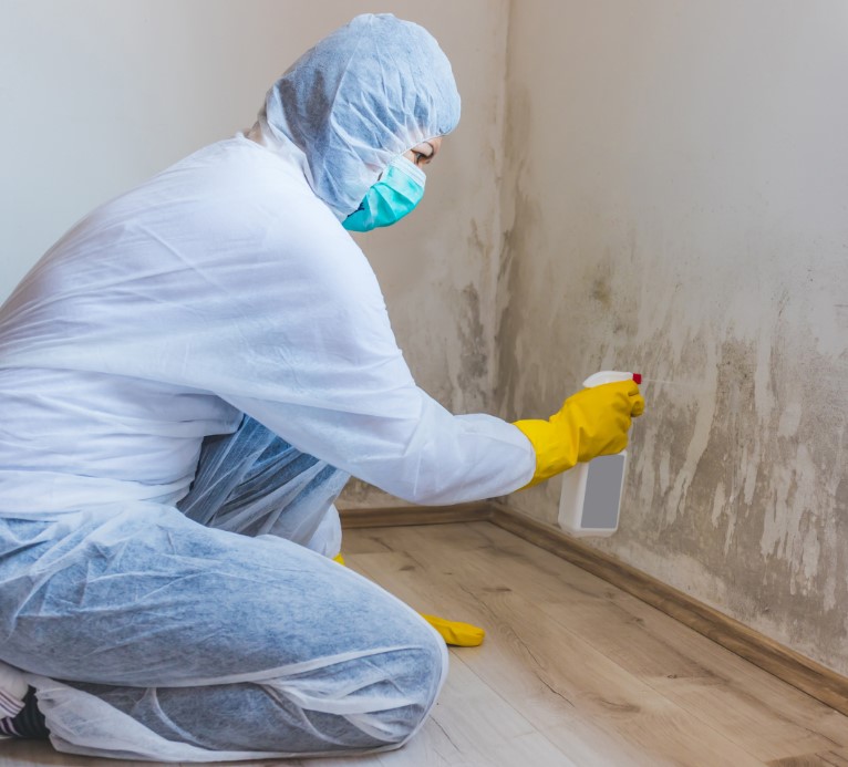 Size and Location of Mold Infestation