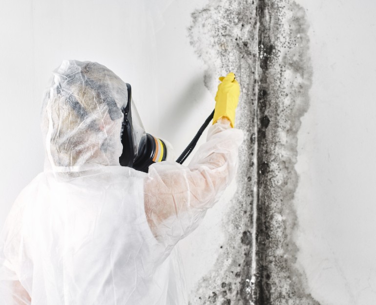 How Professional Mold Remediation Works in St. Augustine