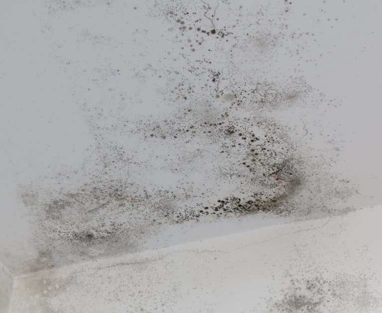 Why I Trusted PuroClean Emergency Restoration Services in St. Augustine, FL
