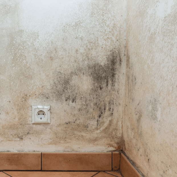 Why Mold Inspection is Crucial for Your Home’s Health