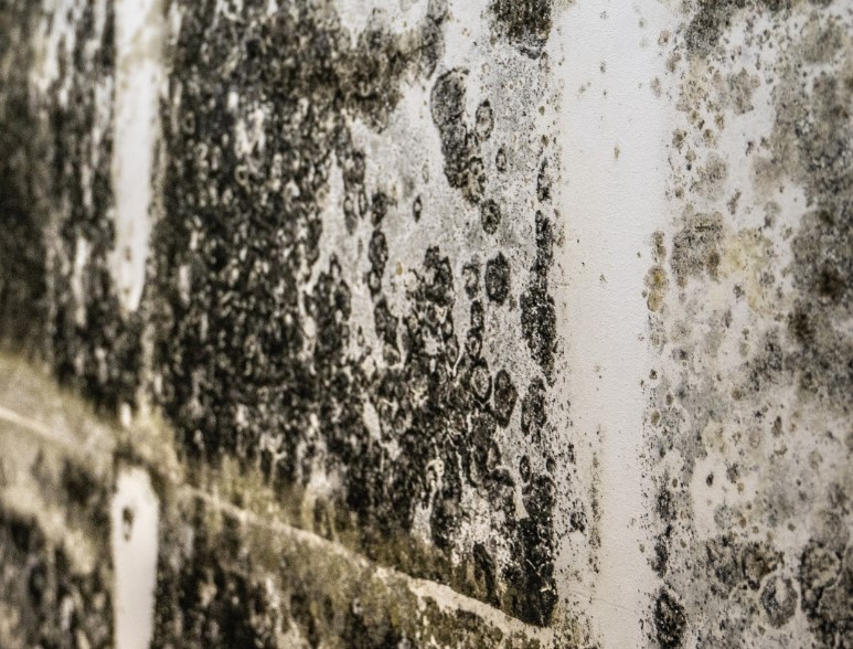 Preventing Mold Growth after Water Damage