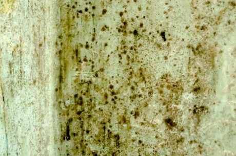 10 Common Myths About Mold Removal