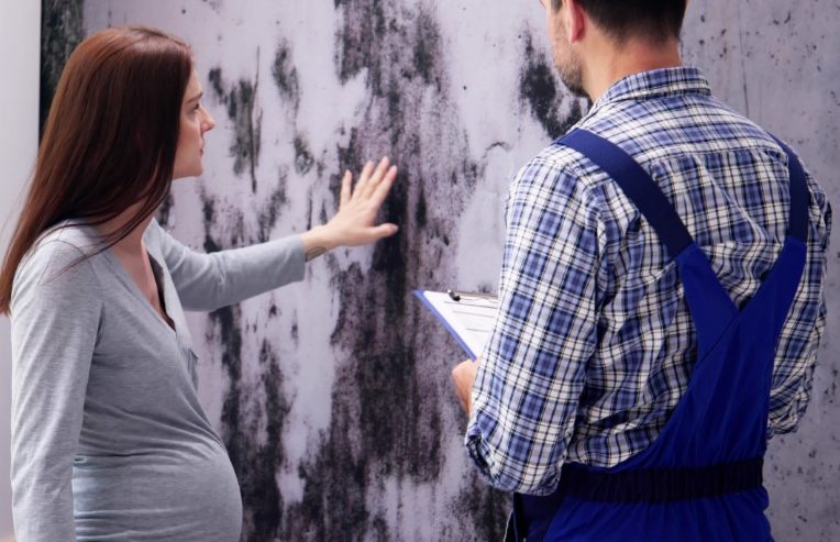 Professional Mold Remediation