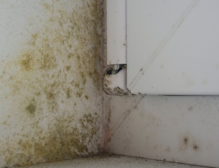 Mold Prevention and Remediation