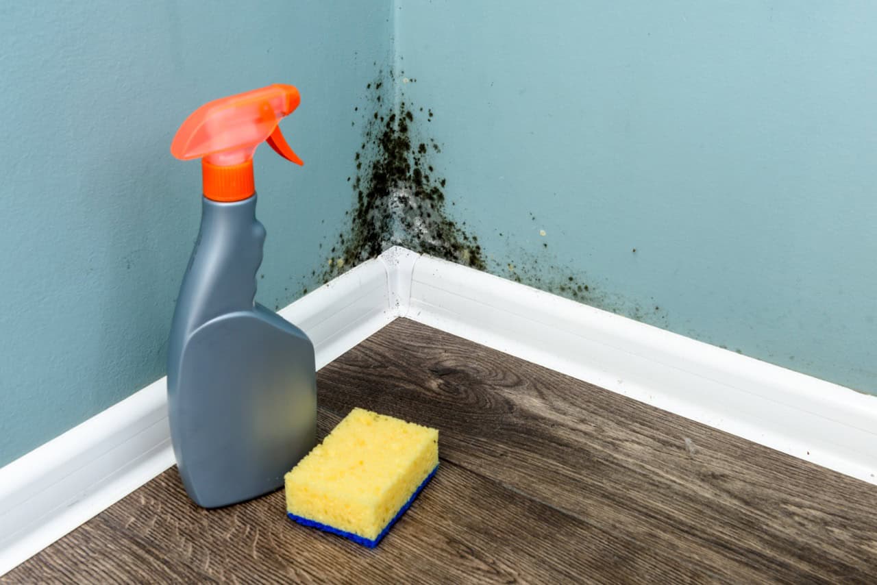 Understanding Mold Removal: Protecting Your St. Augustine Home