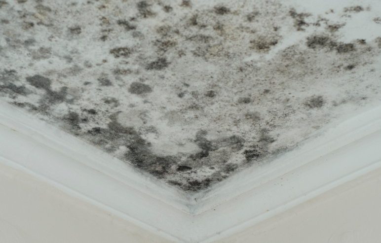 Mold Remediation In St. Augustine, FL
