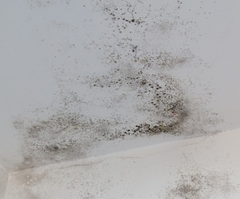 Why Choose PuroClean Emergency Restoration Services In St. Augustine