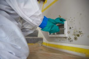 Expert Mold Remediation Services