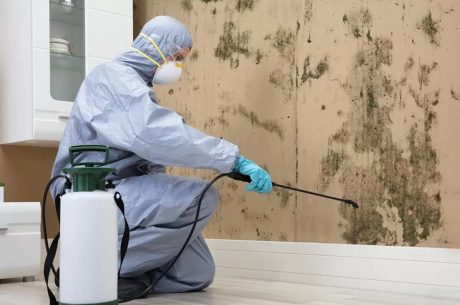 Mold removal services