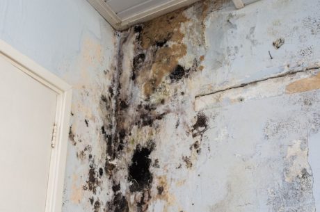 How Do You Prevent Mold After Fire Damage in St. Augustine, FL