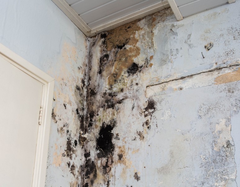 How Do You Prevent Mold After Fire Damage in St. Augustine, FL