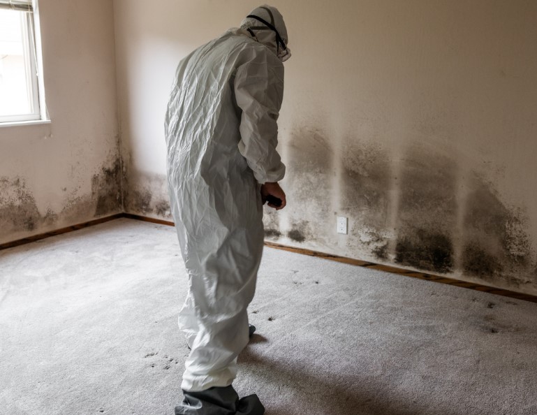 Mold Remediation Costs What to Expect and How to Budget