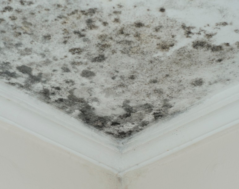 Mold Remediation In St. Augustine, FL