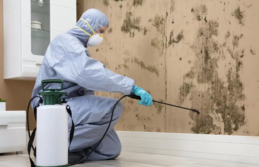Mold removal services