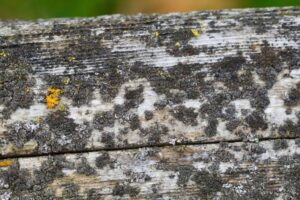 Weathered wooden surface heavily covered with dark gray and yellow mold