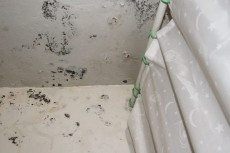 buyer beware mold